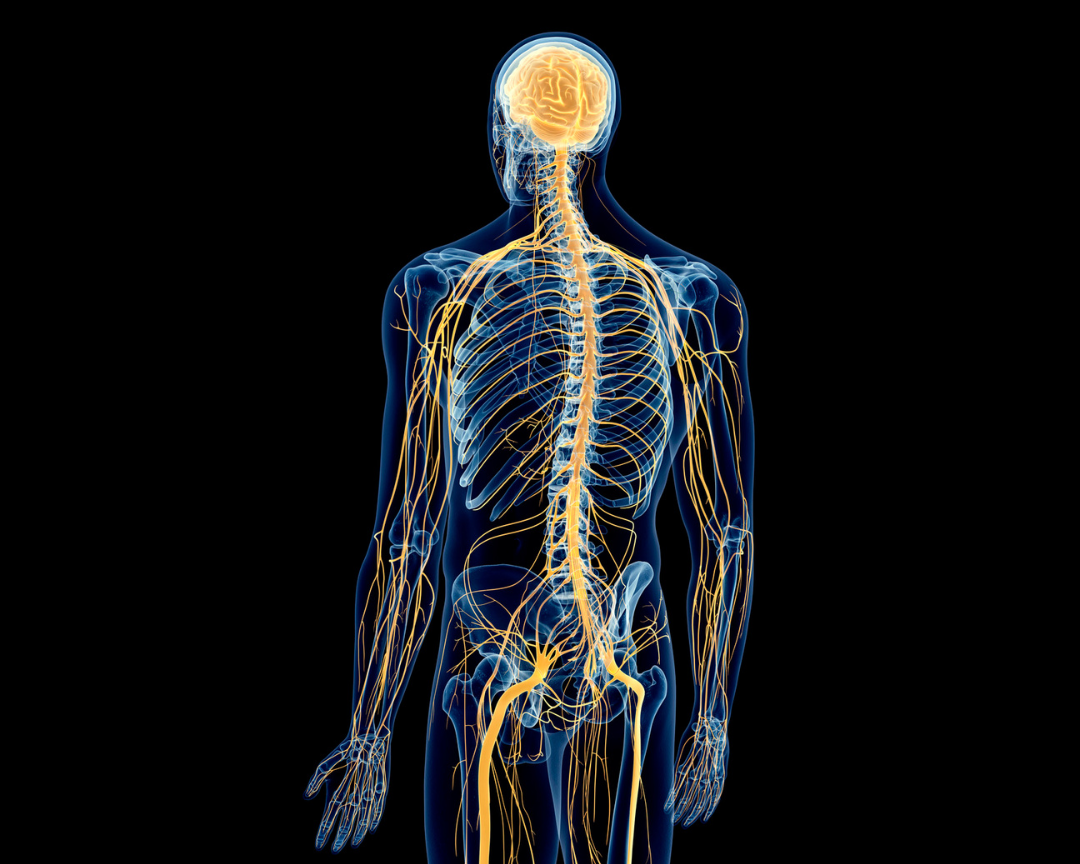 Desperte o nervo vago: Reduza o estresse e reconecte-se com seu bem-estar Aprenda como ativar esse poderoso regulador fisiológico para viver com mais tranquilidade e consciência